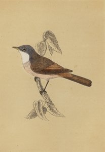 Whitethroat by English School