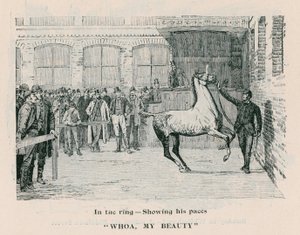 Whoa, My Beauty - In the ring showing his paces by English School