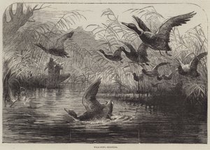 Wild-Fowl Shooting