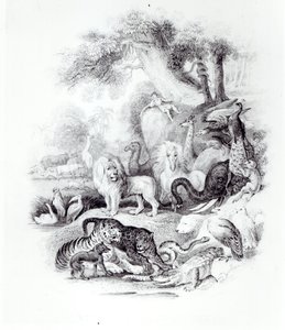 Wild Animals from 