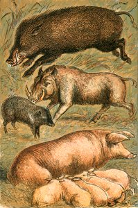 Wild Boar, Wart Hog, Peccary, Sow and Pigs by English School