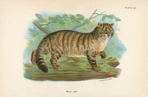 Wild Cat by English School