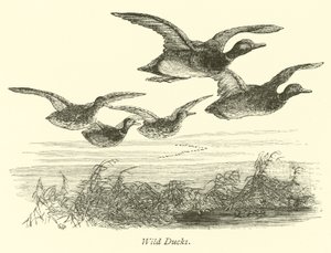 Wild Ducks by English School