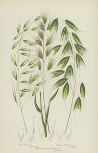 Wild Oat Grass, Bristle Pointed Oat Grass, Narrow Leaved Perennial Oat Grass by English School