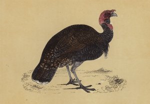 Wild Turkey by English School