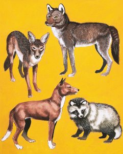 Wild dogs montage