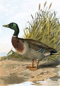 Wild duck or Mallard by English School