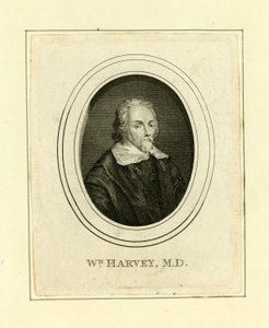 William Harvey by English School