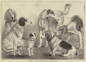 Winning Dogs at the Crystal Palace Show