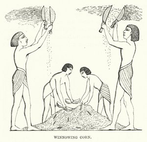 Winnowing Corn