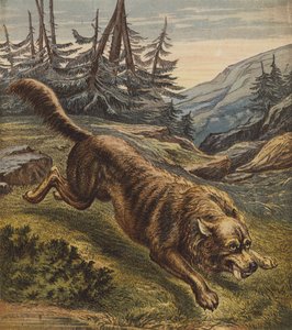 Wolf by English School