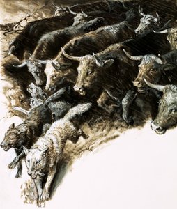 Wolves caught up in a stampede
