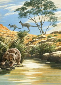 Wombat and Kangaroos