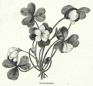 Wood-Sorrel by English School