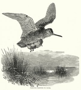 Woodcock Carrying Its Young by English School