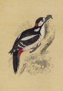 Woodpecker by English School