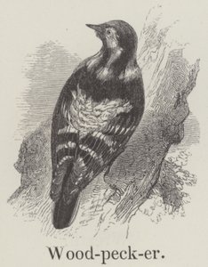 Woodpecker