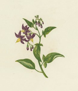 Woody Nightshade, or Bitter Sweet, Solanum Dulcamara by English School