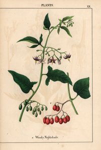 Woody nightshade with purple flowers and red berries, from 