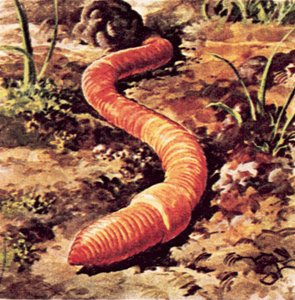 Worm