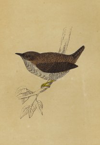Wren
