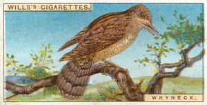Wryneck by English School