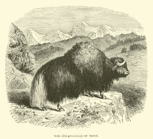 Yak of Tibet