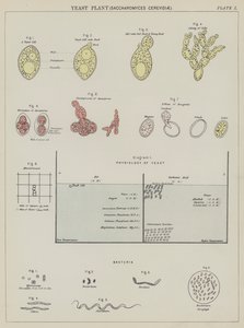 Yeast plant, Saccharomyces Cerevisiae