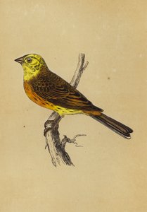 Yellow Bunting by English School