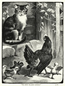 You stole my poor chicken