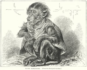Young Hamadryas