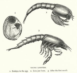 Young Lobsters by English School