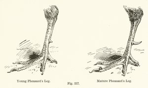 Young Pheasant