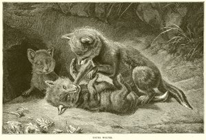 Young Wolves