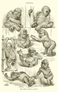 Young Gorilla at Play