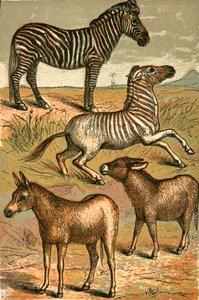 Zebra, Wild Ass, Quagga and Common Ass