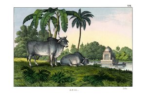 Zebu