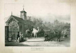 Zoological Gardens, Regents Park by English School