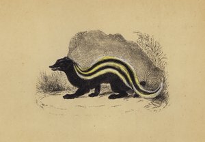 Zorilla by English School