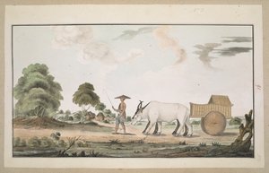 A bullock cart and driver by English School