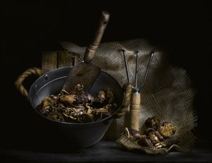 Foraged Mushrooms and Tools by Enrico Sottocorna