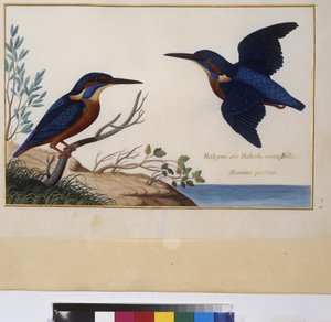 Full page: animal study, c.1650-75