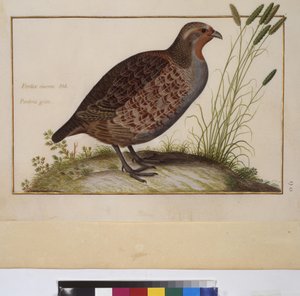 Full page: animal study, c.1650-75