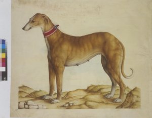 Miniature: dog, c.1562-1580