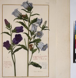 Full page: plant study, c.1650-75