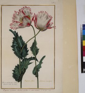 Full page: plant study, c.1650-75