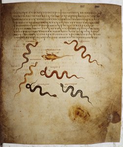 Text and Miniature with Inscriptions: Seven Reptiles