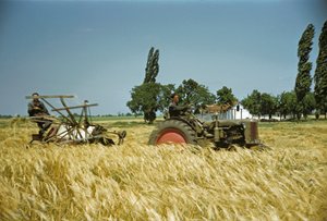 Harvesting in a Hungarian Cooperative, Puszta, Hungarian Plain, Hungary