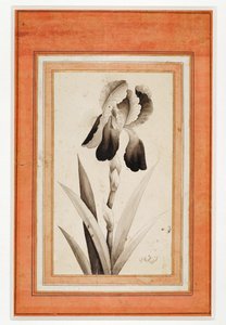 Iris, End of the 18th century