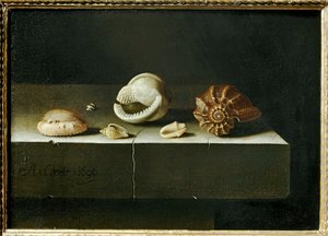 Six Shells on a Stone Slice
